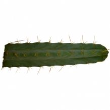 images/productimages/small/trichocereus Bridgesii.jpg